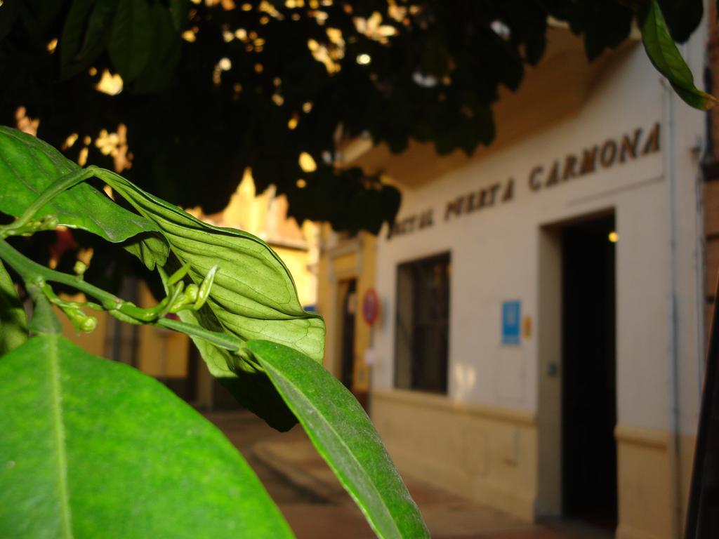 Hostal Puerta Carmona Sevilla Exterior foto